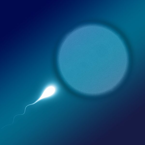 microscopic image of sperm and egg