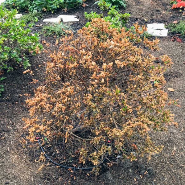dead-looking azalea bush
