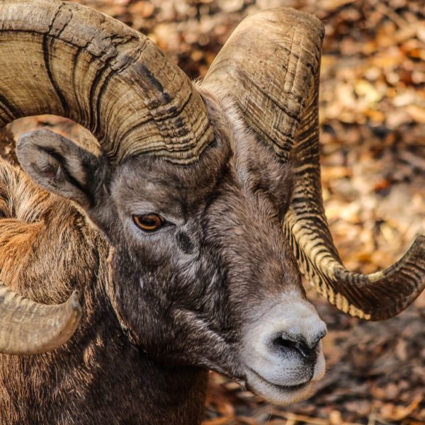 The head of a big horn sheep