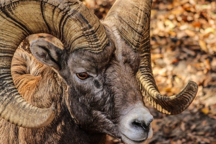 The head of a big horn sheep