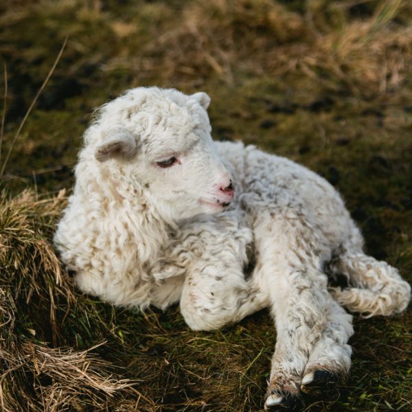 Newborn lamb