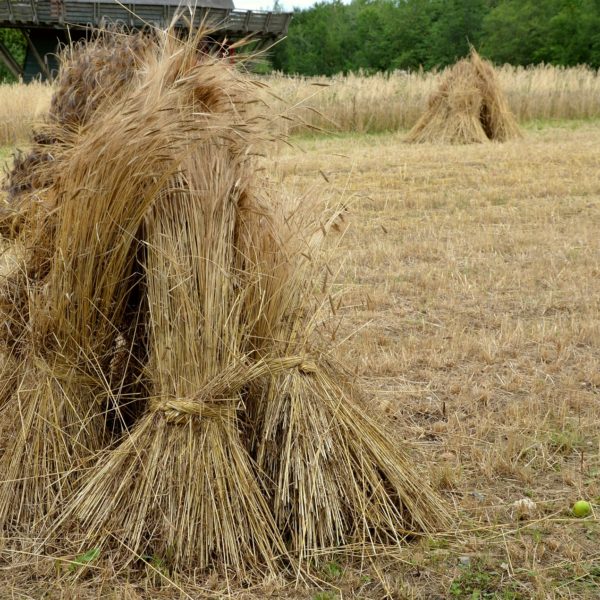 a sheaf of wheat in a field