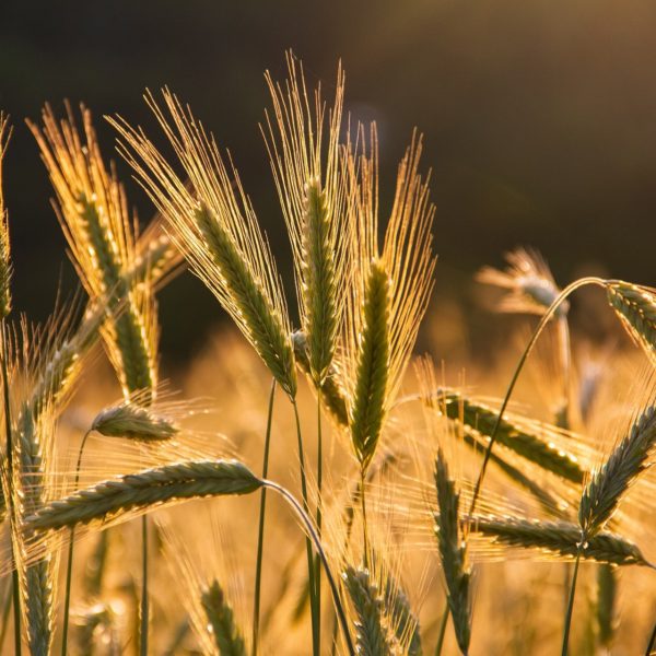 stalks of wheat in a field
