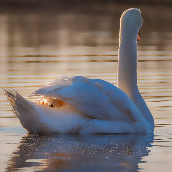 baby swan hiding under mother's wings