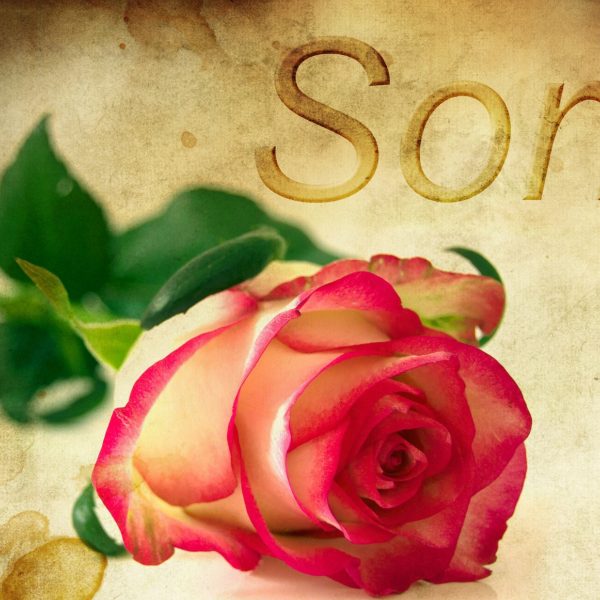 a rose with the word "sorry"