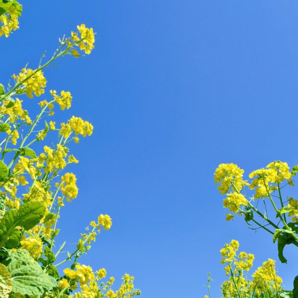 mustard plants against a blue sky