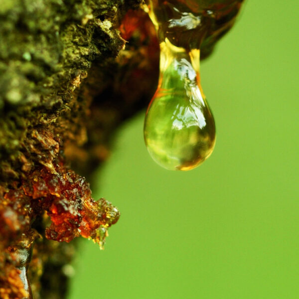 Drop of resin from a tree