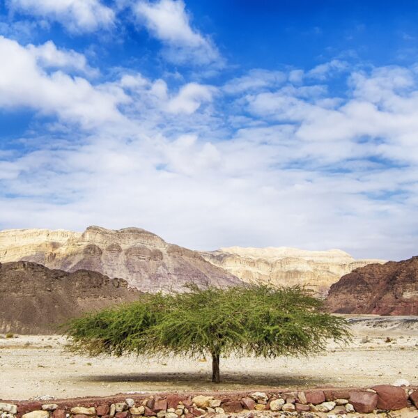 The wood of the tabernacle: Acacia tree in the desert