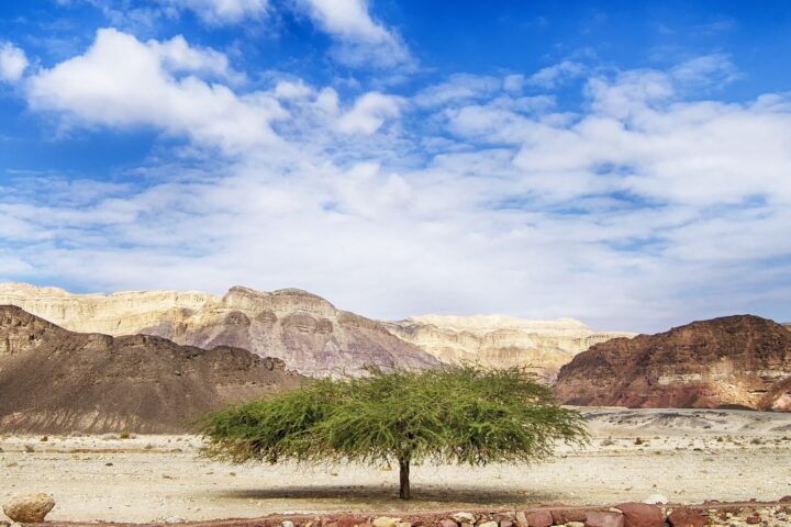The wood of the tabernacle: Acacia tree in the desert