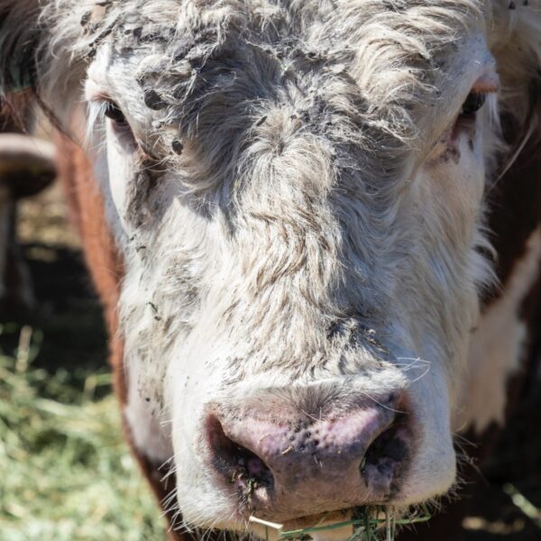 Face of a bull
