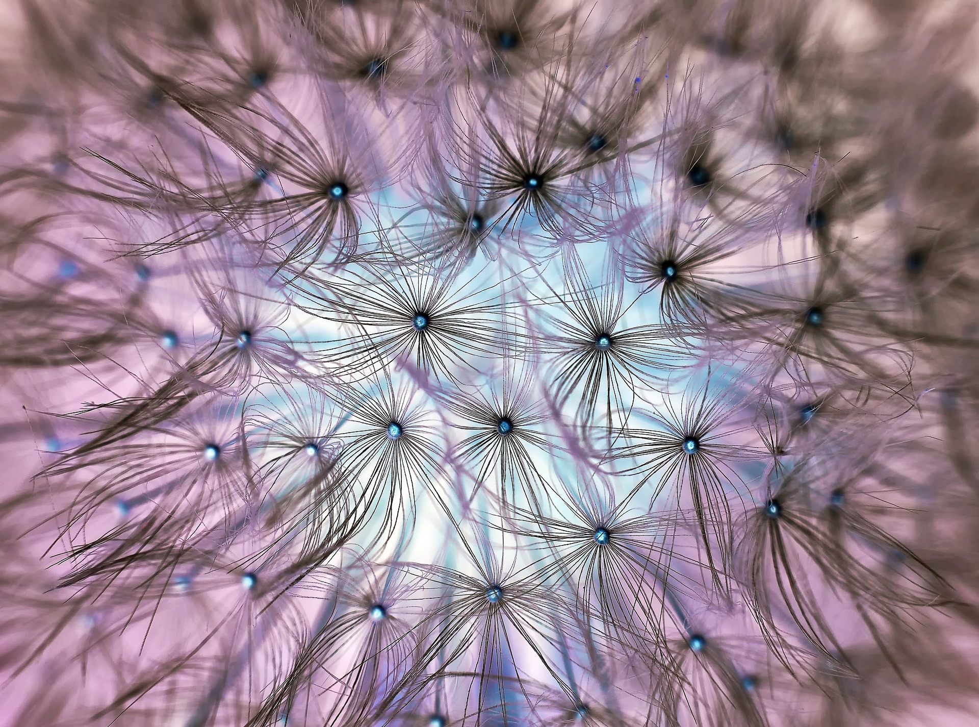 Dandelion seeds