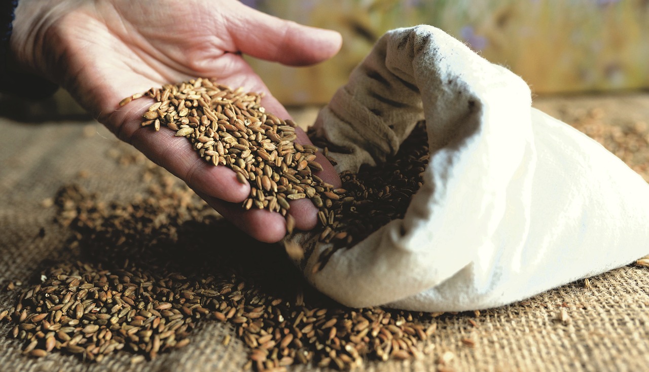 Hand holding grain for Parable of the Sower